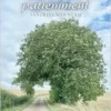 Patienter patiemment (French Edition) (EPUB)