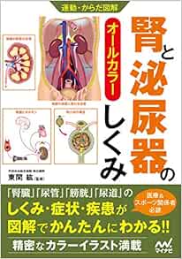 運動・からだ図解 腎と泌尿器のしくみ (PDF)