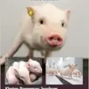 The Laboratory Pig (Laboratory Animal Pocket Reference), 3rd Edition (PDF )